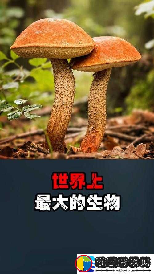 又大又黑又长的蘑菇头